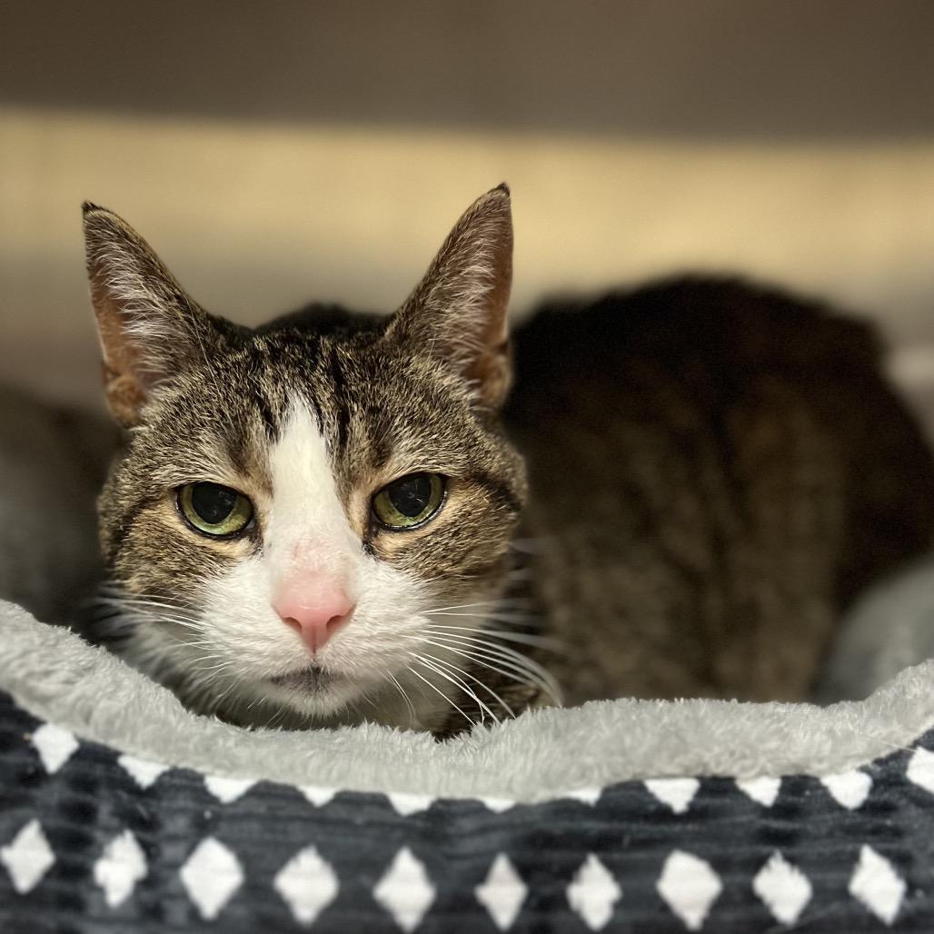Enlarge Cadpurry, a Adoptable Domestic Short Hair in York, PA image 3/5