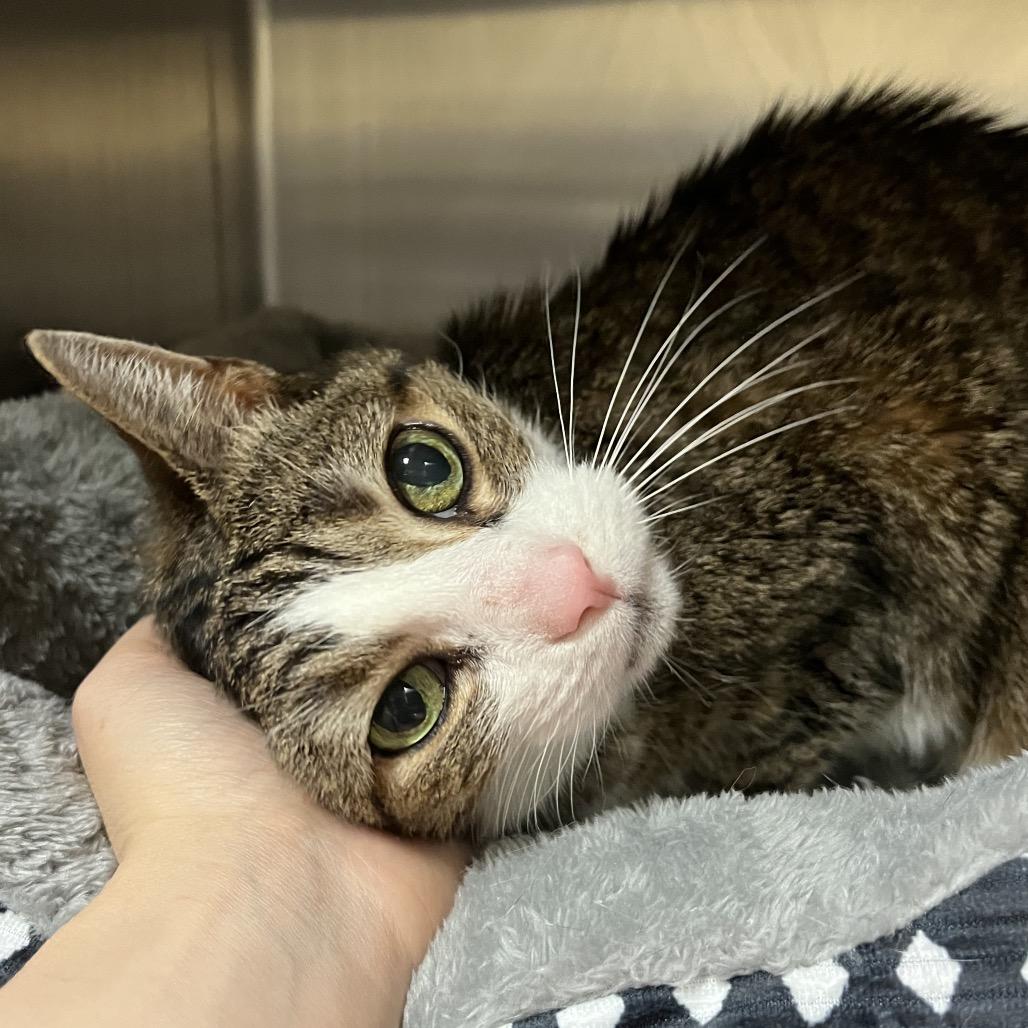 Enlarge Cadpurry, a Adoptable Domestic Short Hair in York, PA image 4/5