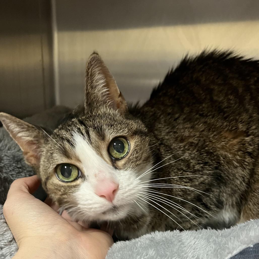 Enlarge Cadpurry, a Adoptable Domestic Short Hair in York, PA image 5/5