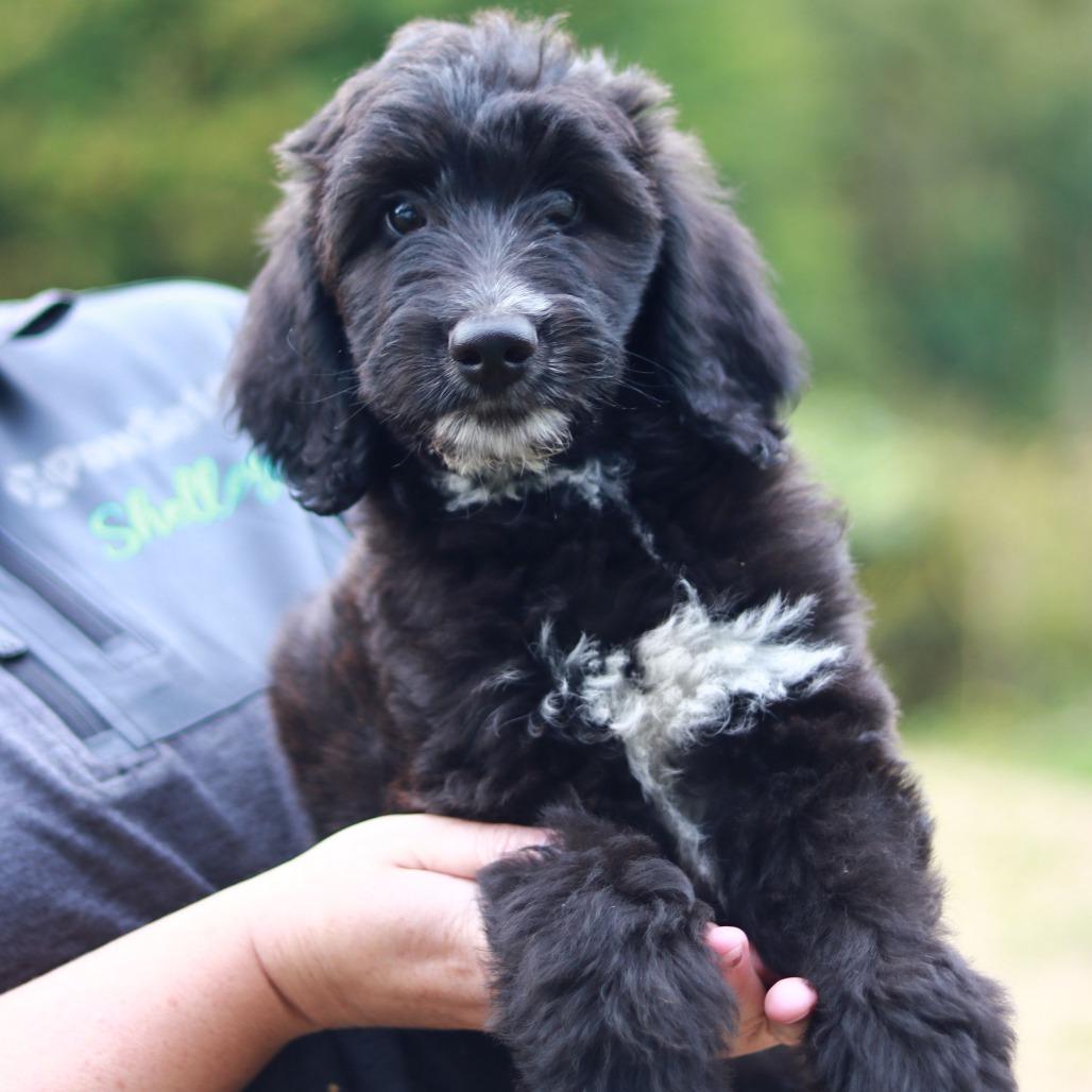 CT Rocky avail Sep 26 (Cropley's Garden- Bolton, CT), Adoptable, Puppy Male Aussiedoodle & Mixed Breed.