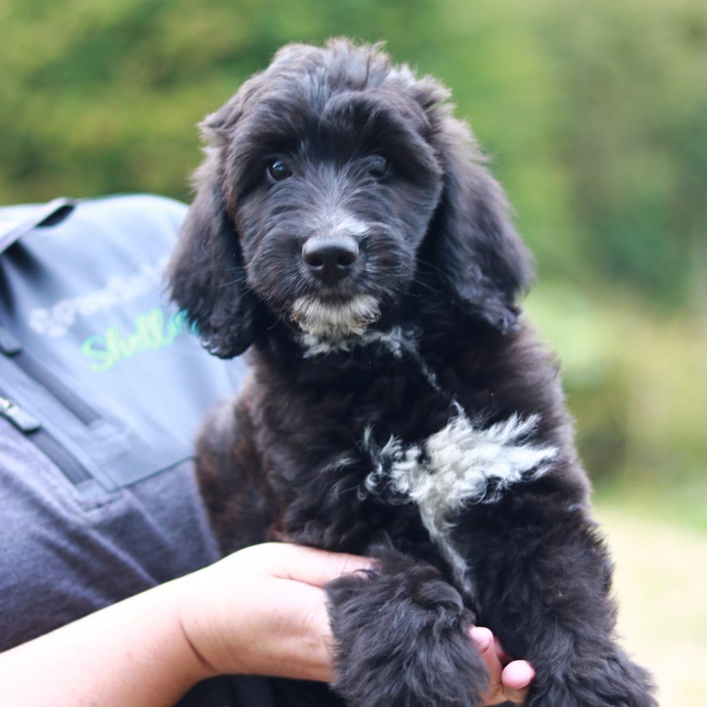 Enlarge CT Rocky avail Sep 26 (Cropley's Garden- Bolton, CT), a Adoptable mixed breed in Stormville, NY image 2/4