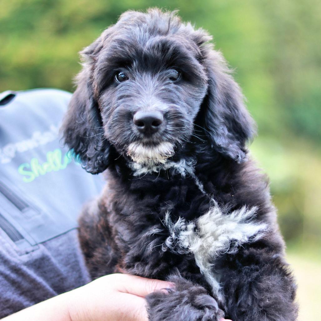 Enlarge CT Rocky avail Sep 26 (Cropley's Garden- Bolton, CT), a Adoptable mixed breed in Stormville, NY image 3/4