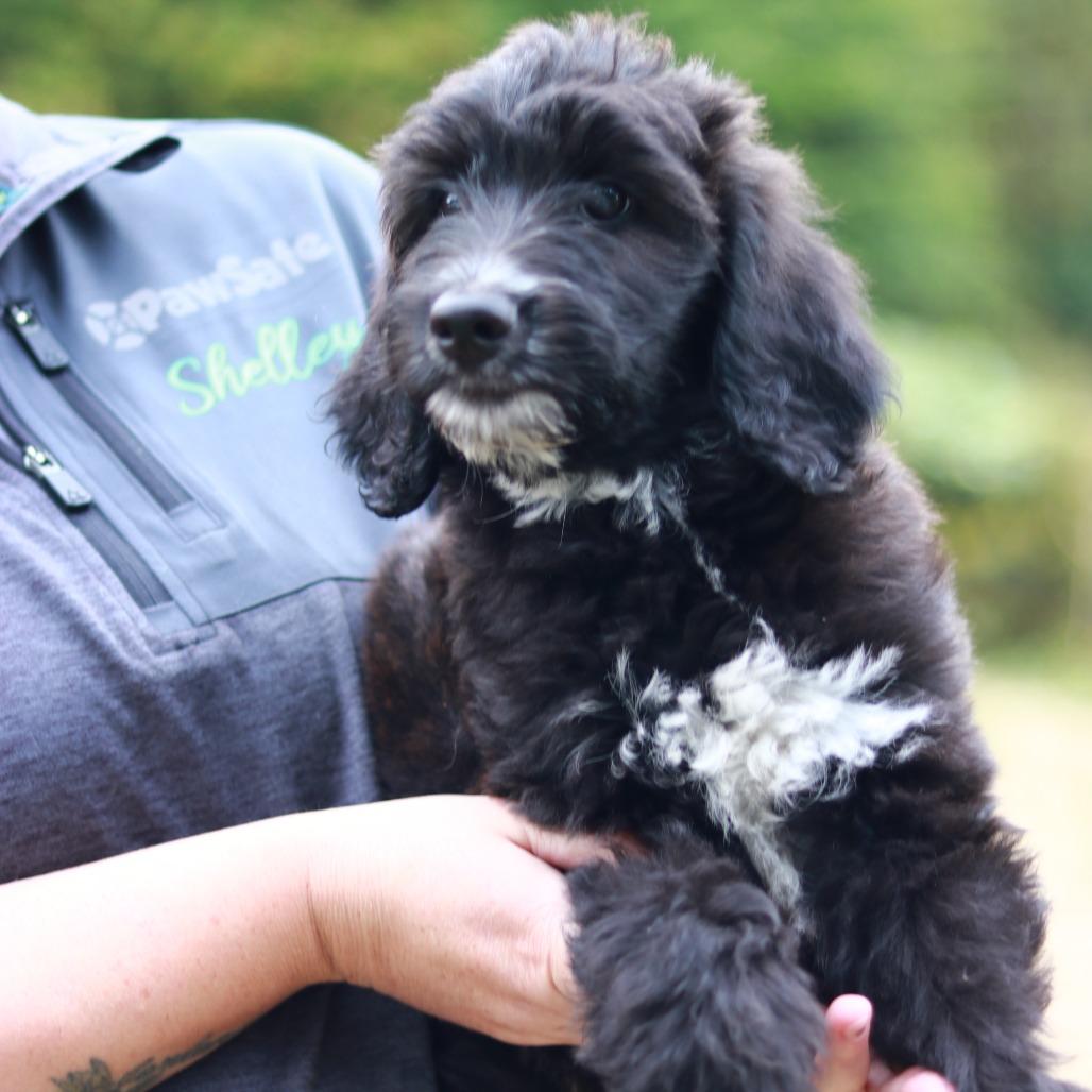 Enlarge CT Rocky avail Sep 26 (Cropley's Garden- Bolton, CT), a Adoptable mixed breed in Stormville, NY image 4/4