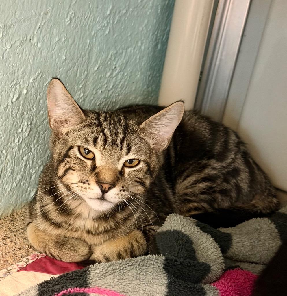 Rilee, Adoptable, Kitten Female Domestic Short Hair.