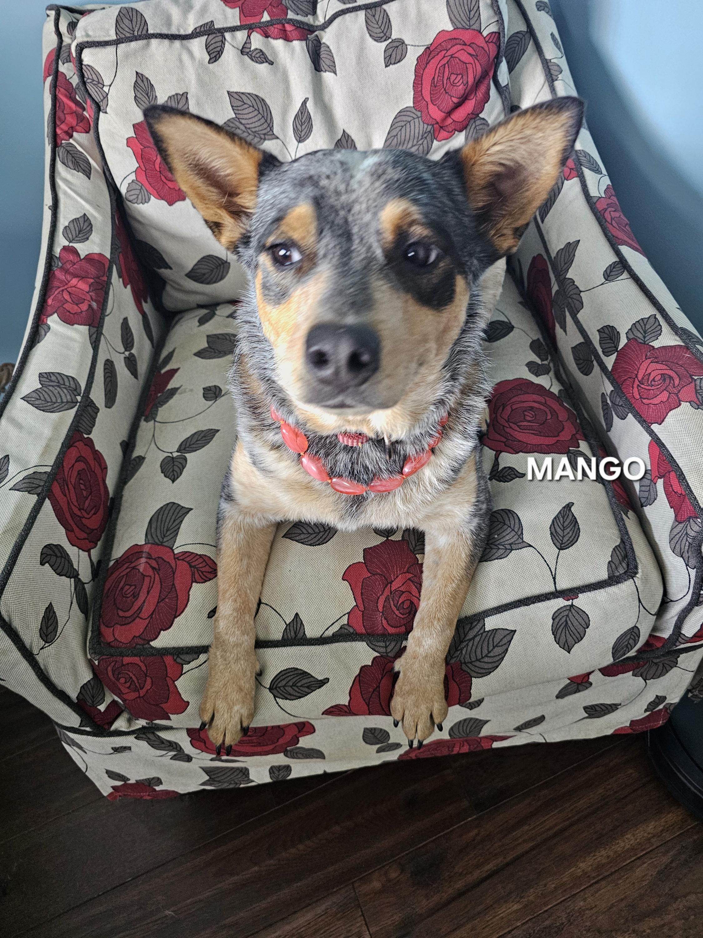 Enlarge Mango, a ADOPTABLE Australian Cattle Dog / Blue Heeler in Maryville , TN image 6/6