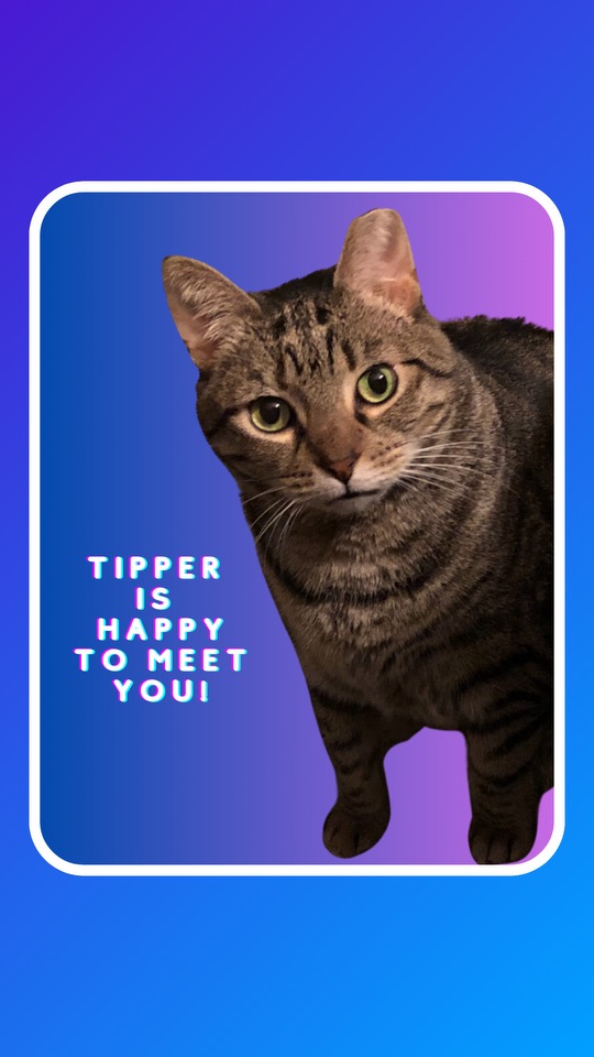 Enlarge TIPPER the TALKER, a Adoptable Domestic Short Hair in Sebastian, FL image 1/2