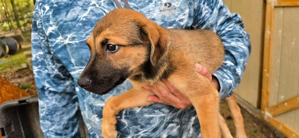 Julie (FOSTERED LOCALLY), Adoptable, Puppy Female Mixed Breed.