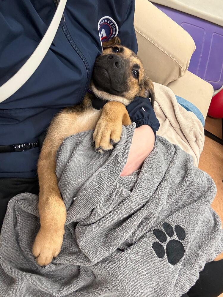 Enlarge Julie (FOSTERED LOCALLY), a Adoptable mixed breed in Leverett, MA image 2/6