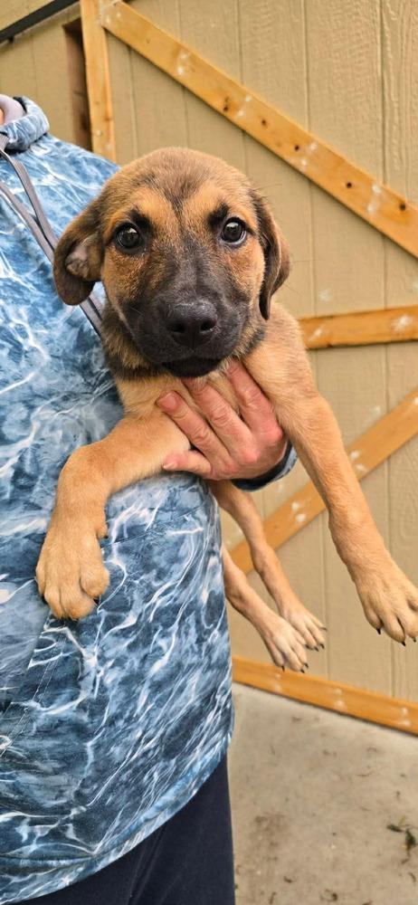 Enlarge Julie (FOSTERED LOCALLY), a Adoptable mixed breed in Leverett, MA image 3/6