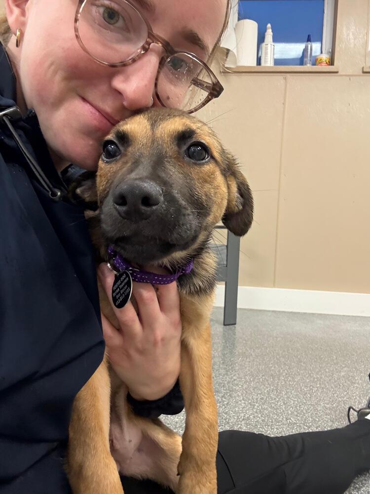 Enlarge Julie (FOSTERED LOCALLY), a Adoptable mixed breed in Leverett, MA image 5/6