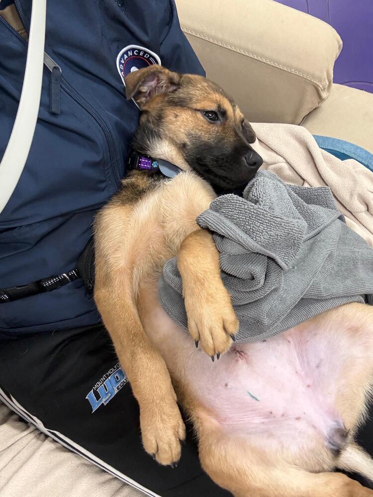 Enlarge Julie (FOSTERED LOCALLY), a Adoptable mixed breed in Leverett, MA image 6/6