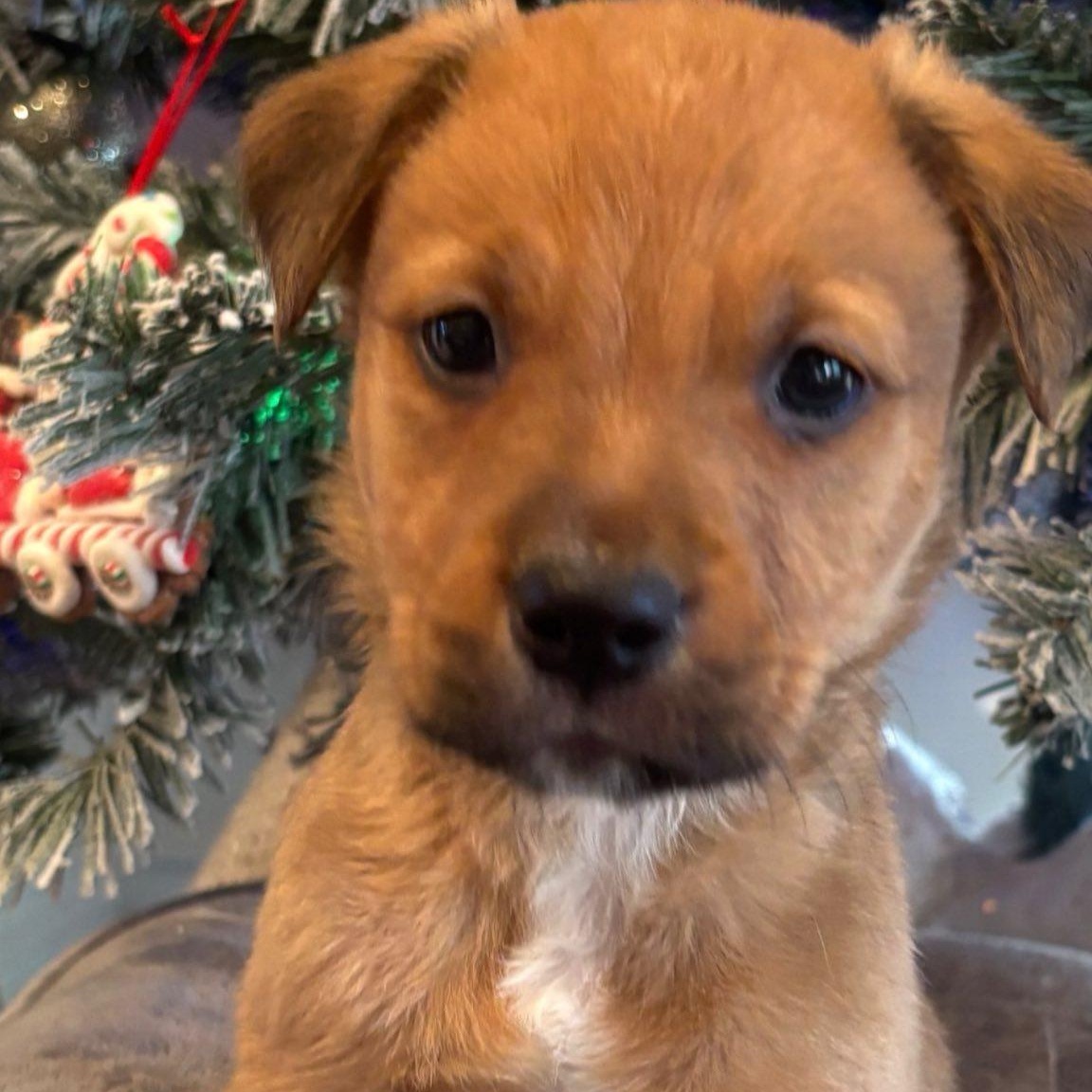 Enlarge Cosmo, a ADOPTABLE mixed breed in Calabash, NC image 1/1