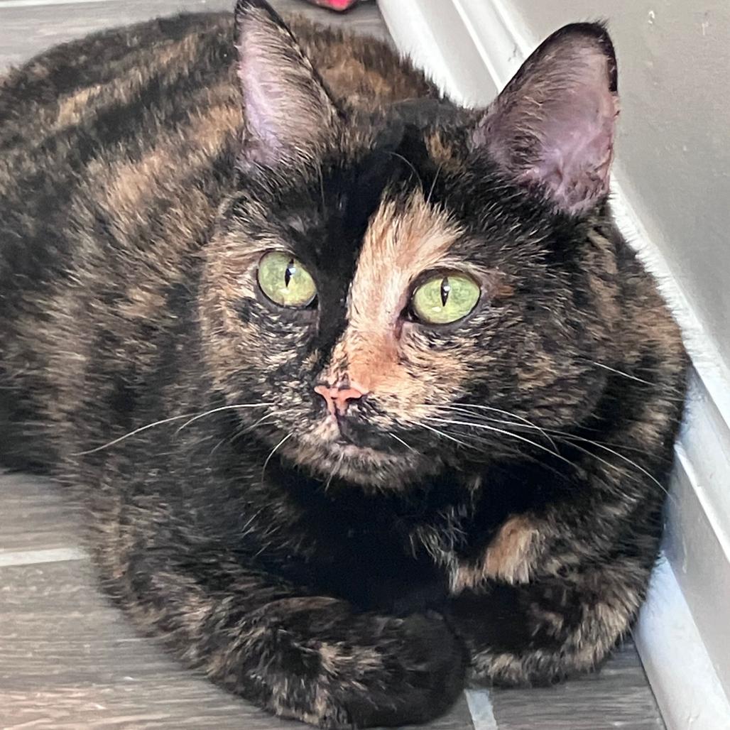 Leeloo, Adoptable, Senior Female Domestic Short Hair & Domestic Short Hair.