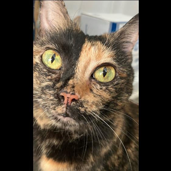 Leeloo, a Adoptable mixed breed in Waxhaw, NC image 2/4