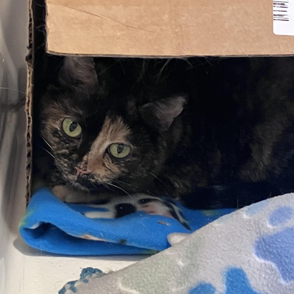 Leeloo, a Adoptable mixed breed in Waxhaw, NC image 3/4