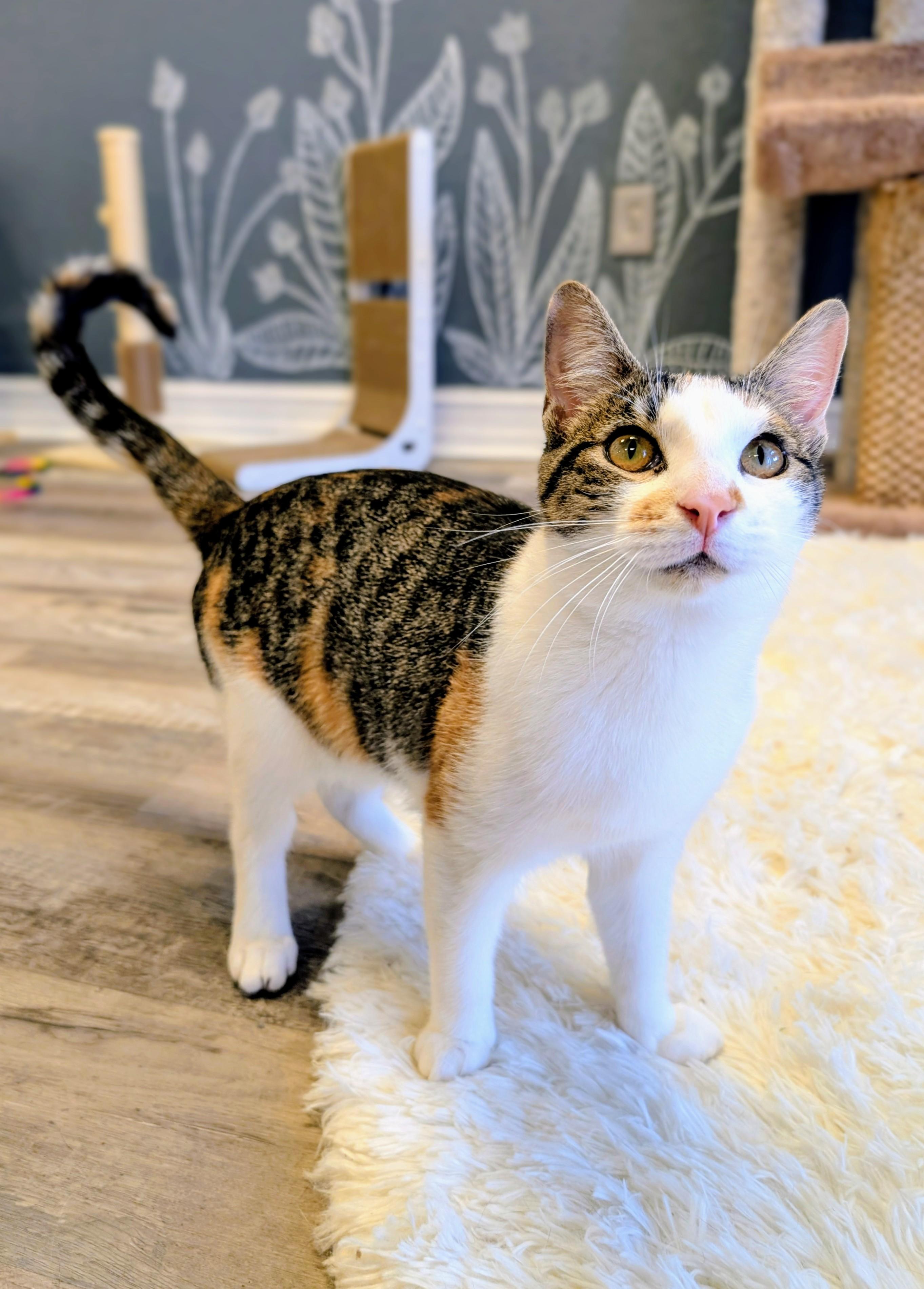 Reika, adopted, Kitten Female Domestic Short Hair.