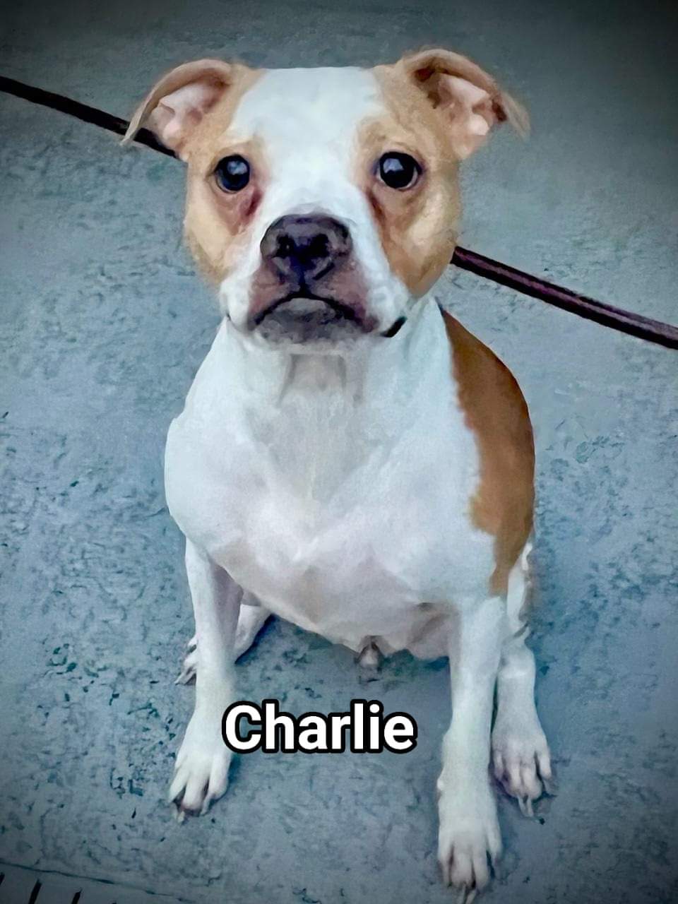 Enlarge Charlie, a Adoptable Boston Terrier in Cape Coral, FL image 1/1