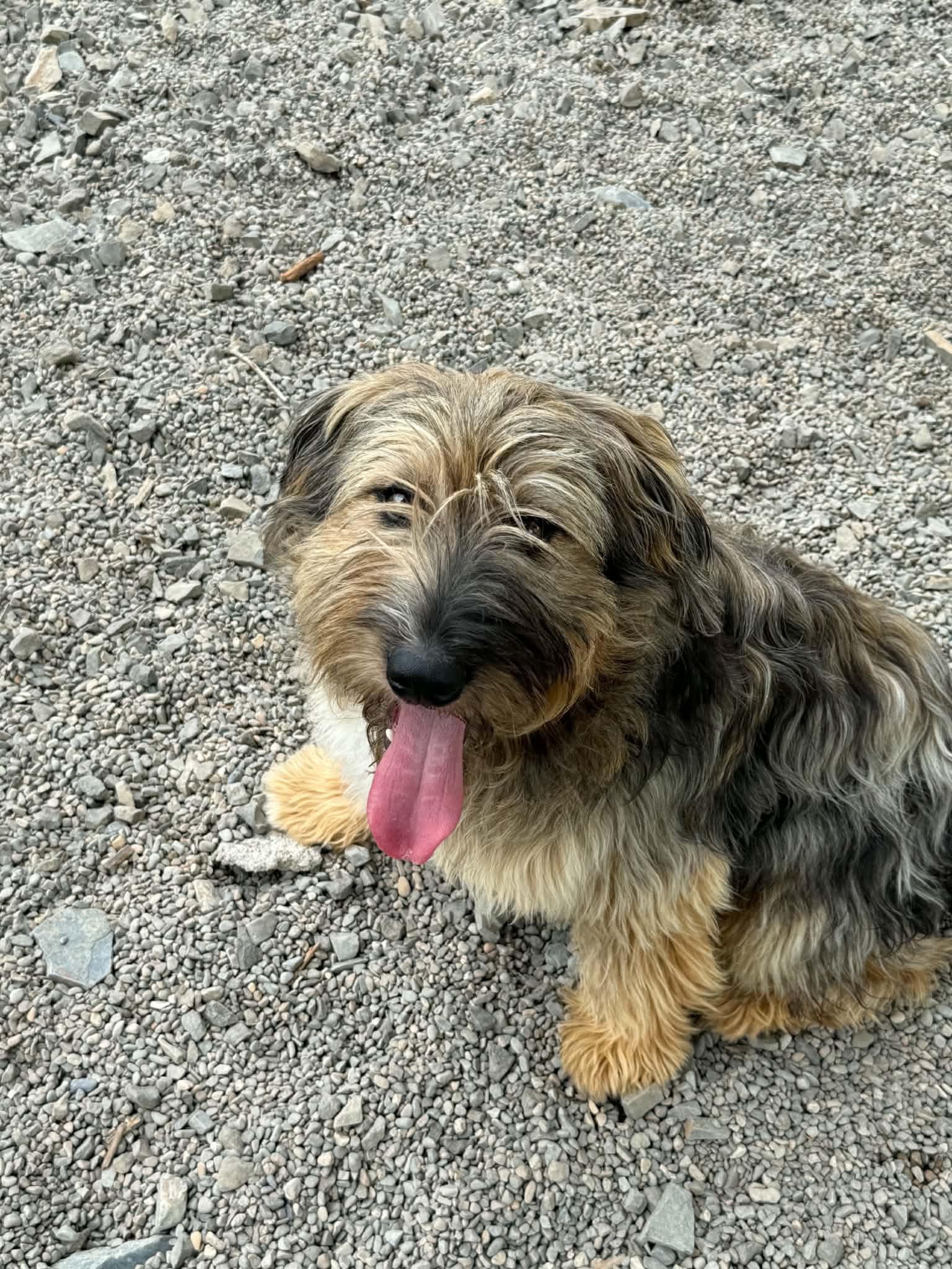 Mica, adopted, Young Male Mixed Breed.