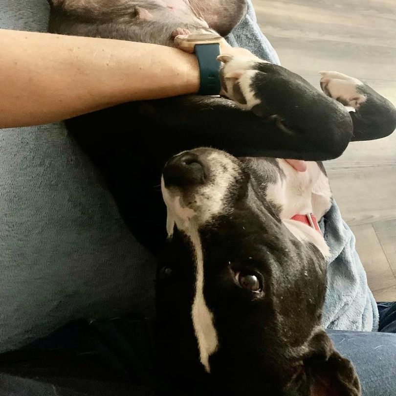 Dog for adoption Hope, a Mixed Breed in Batavia, OH Petfinder