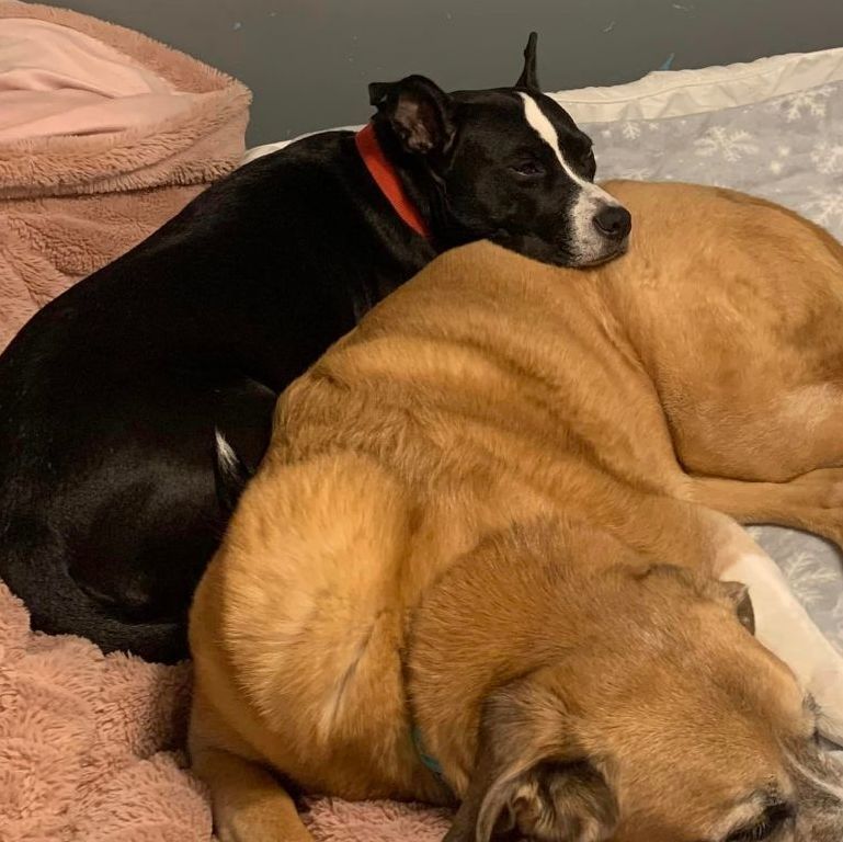 Dog for adoption Hope, a Mixed Breed in Batavia, OH Petfinder