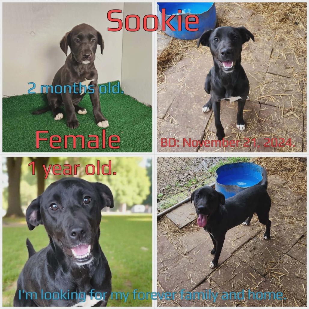 Sookie — thumbnail 2