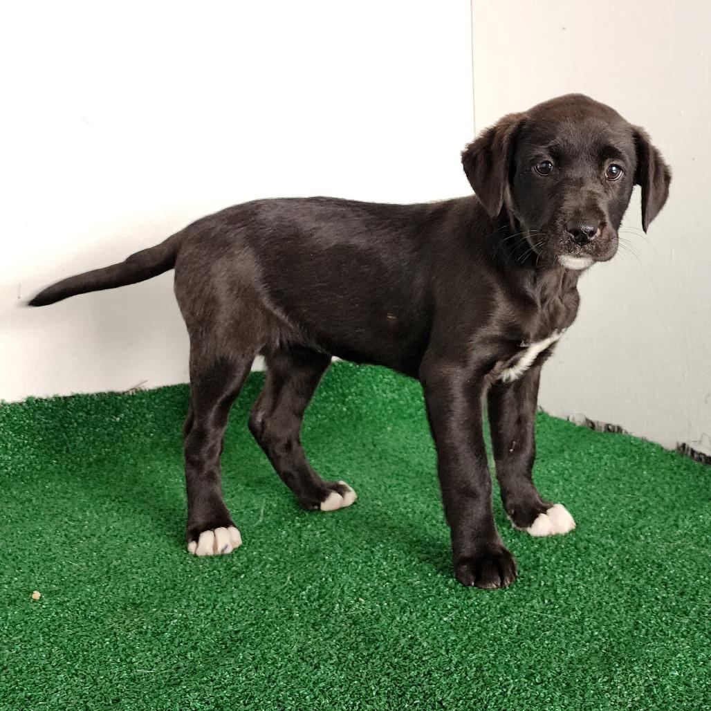 Sookie — thumbnail 3