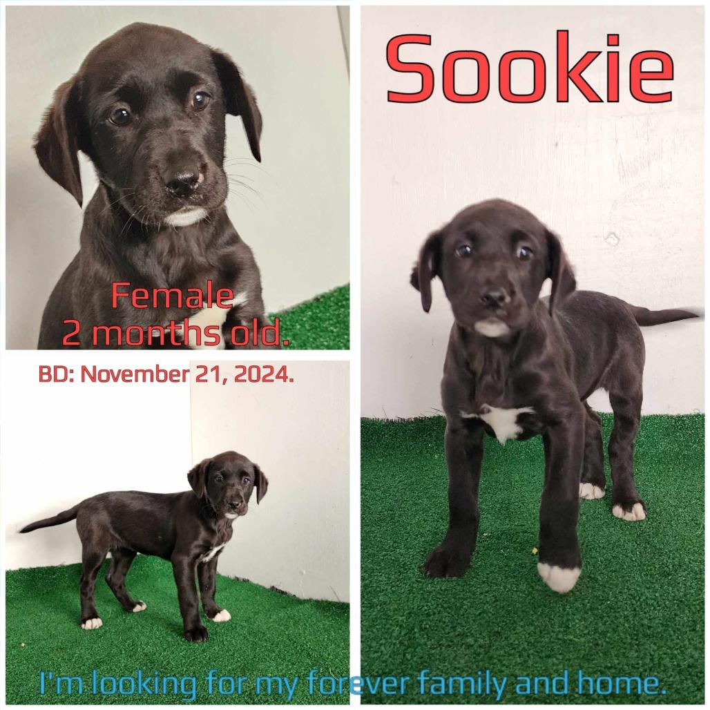 Sookie — thumbnail 4