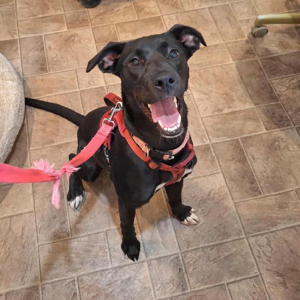 Sookie — thumbnail 5