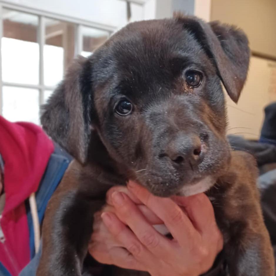 Sookie — thumbnail 6