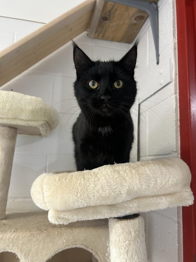 Enlarge Sea-doo, a Adoptable Domestic Short Hair in Salmon, ID image 1/1