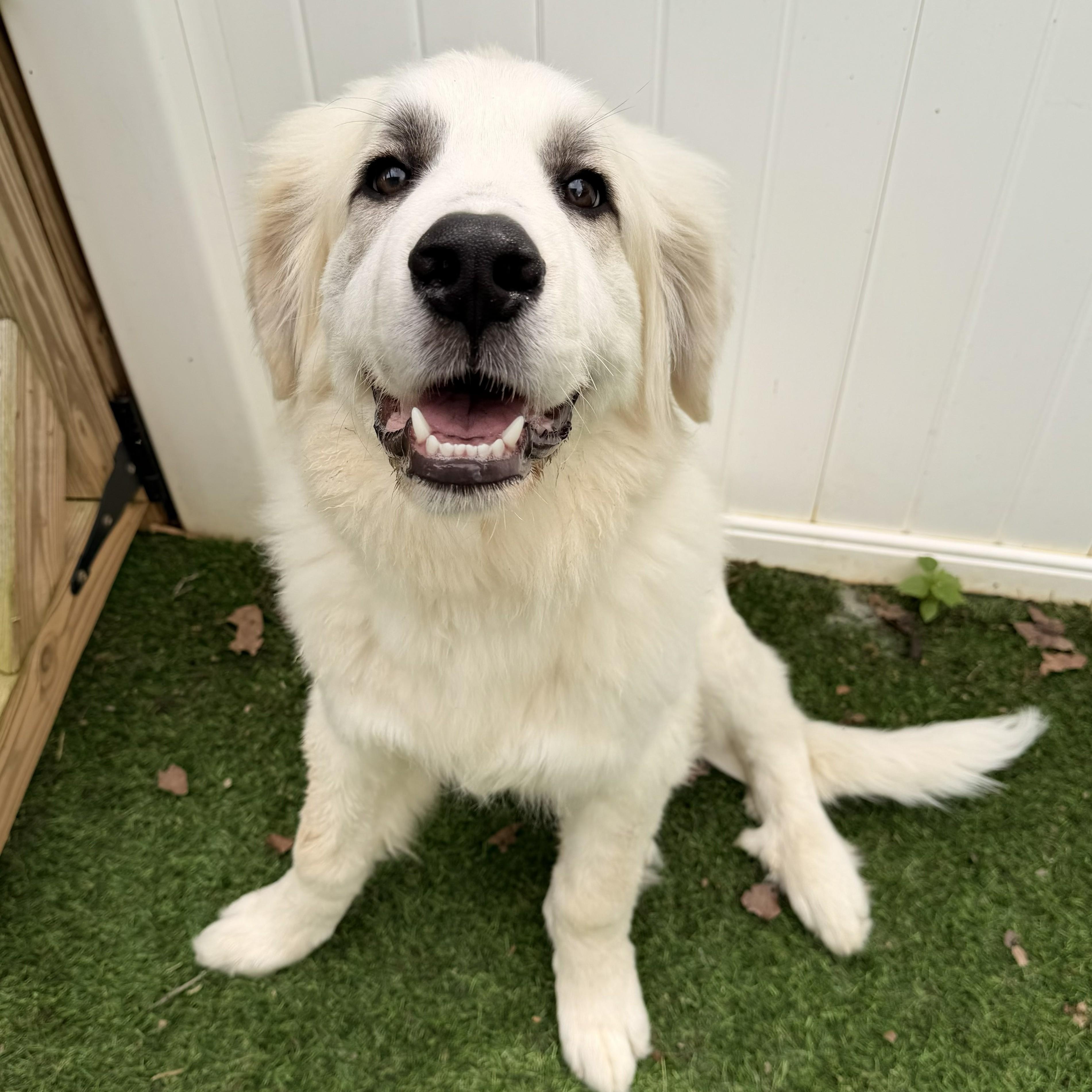 Larry B., a ADOPTABLE Great Pyrenees in Atlanta, GA image 2/6