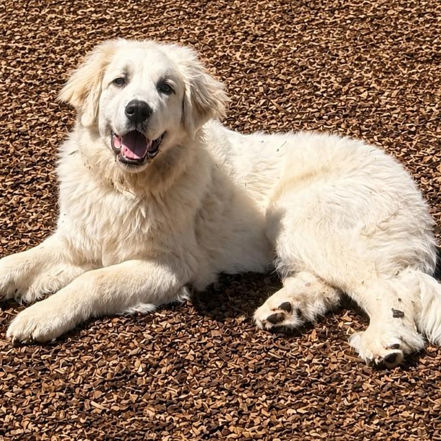 Larry B., a ADOPTABLE Great Pyrenees in Atlanta, GA image 1/6