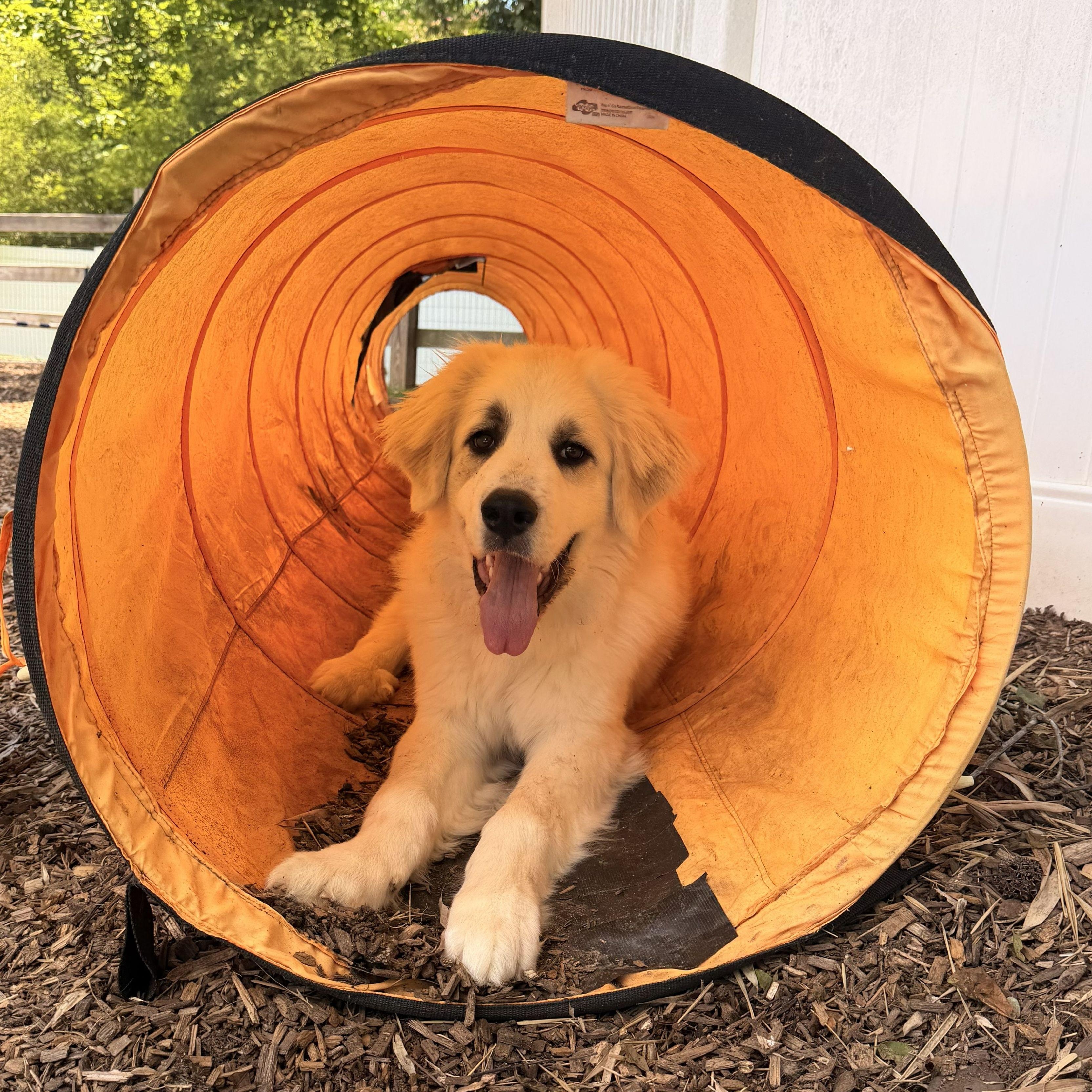Larry B., a ADOPTABLE Great Pyrenees in Atlanta, GA image 5/6