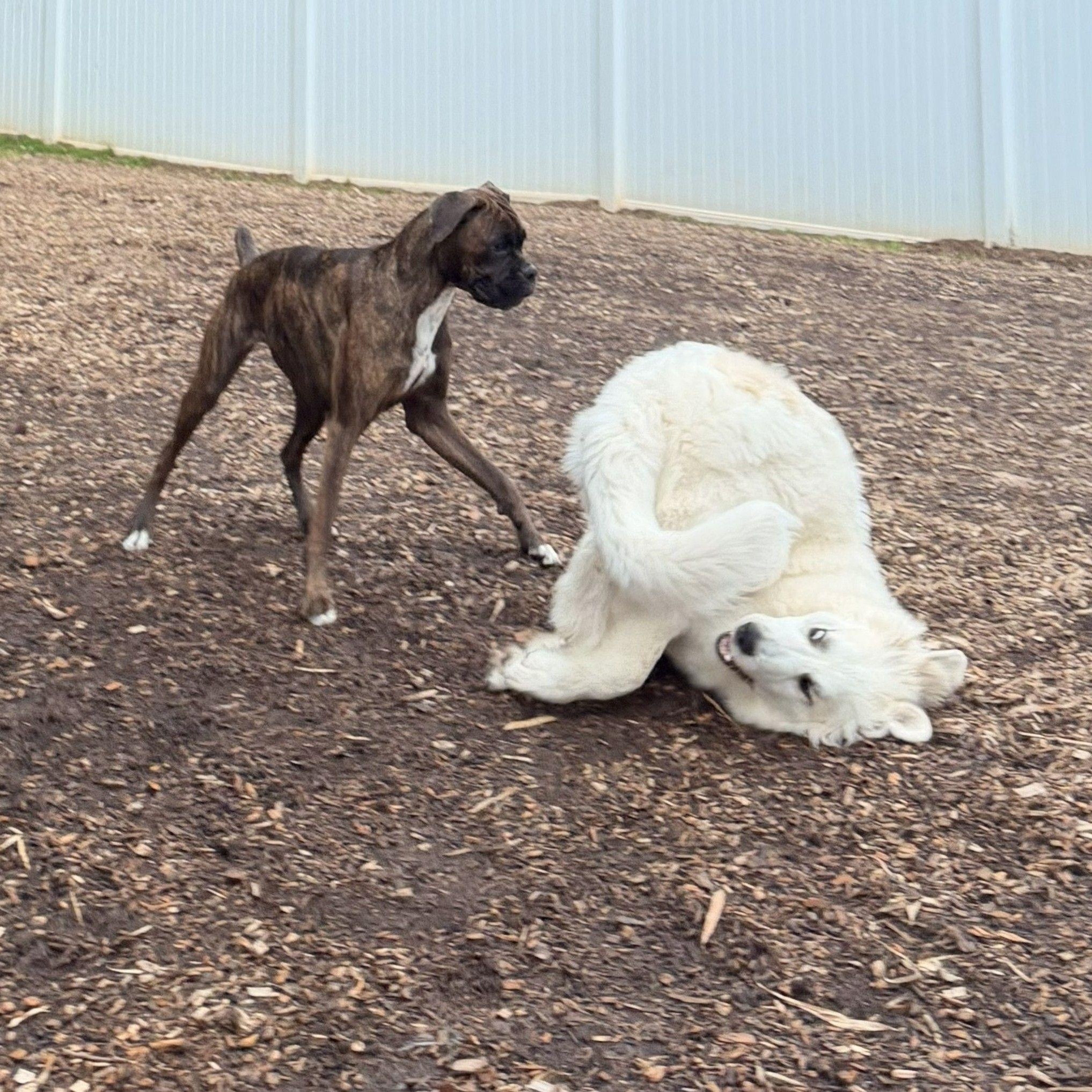 Larry B., a ADOPTABLE Great Pyrenees in Atlanta, GA image 3/6