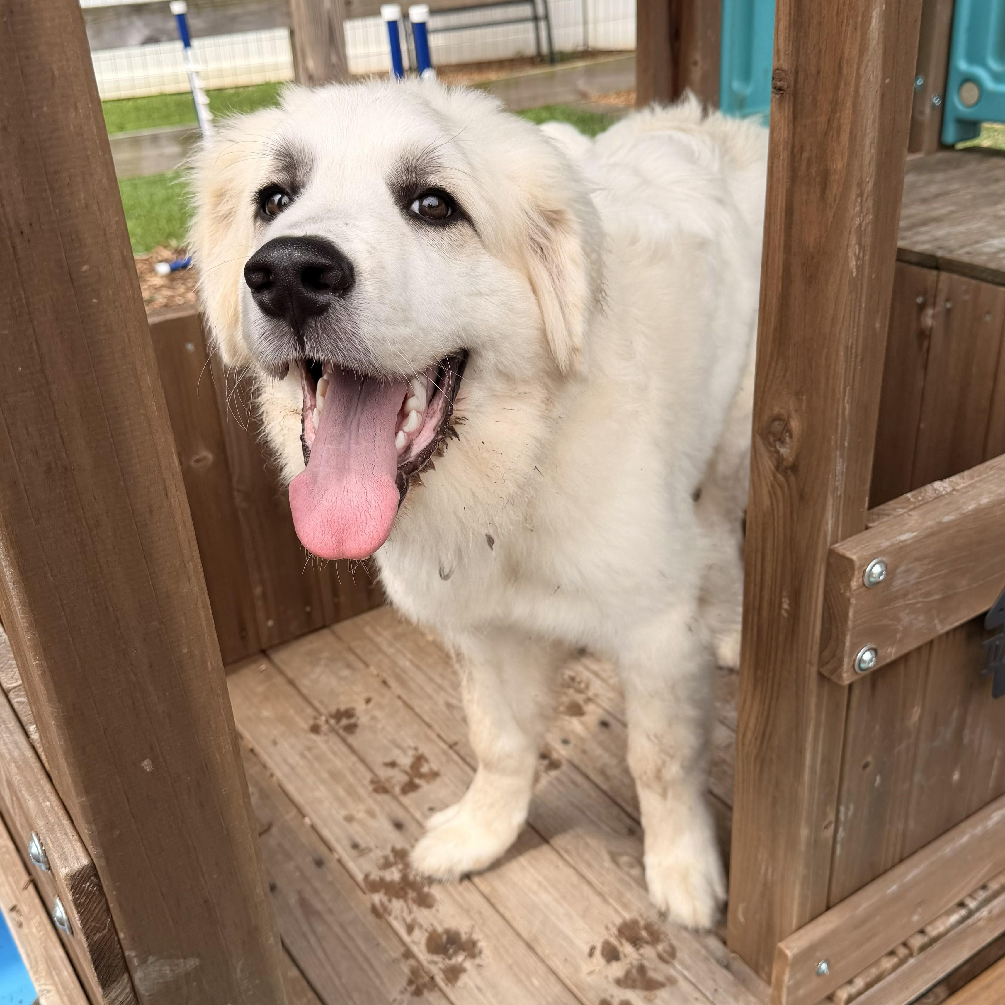 Larry B., a ADOPTABLE Great Pyrenees in Atlanta, GA image 6/6