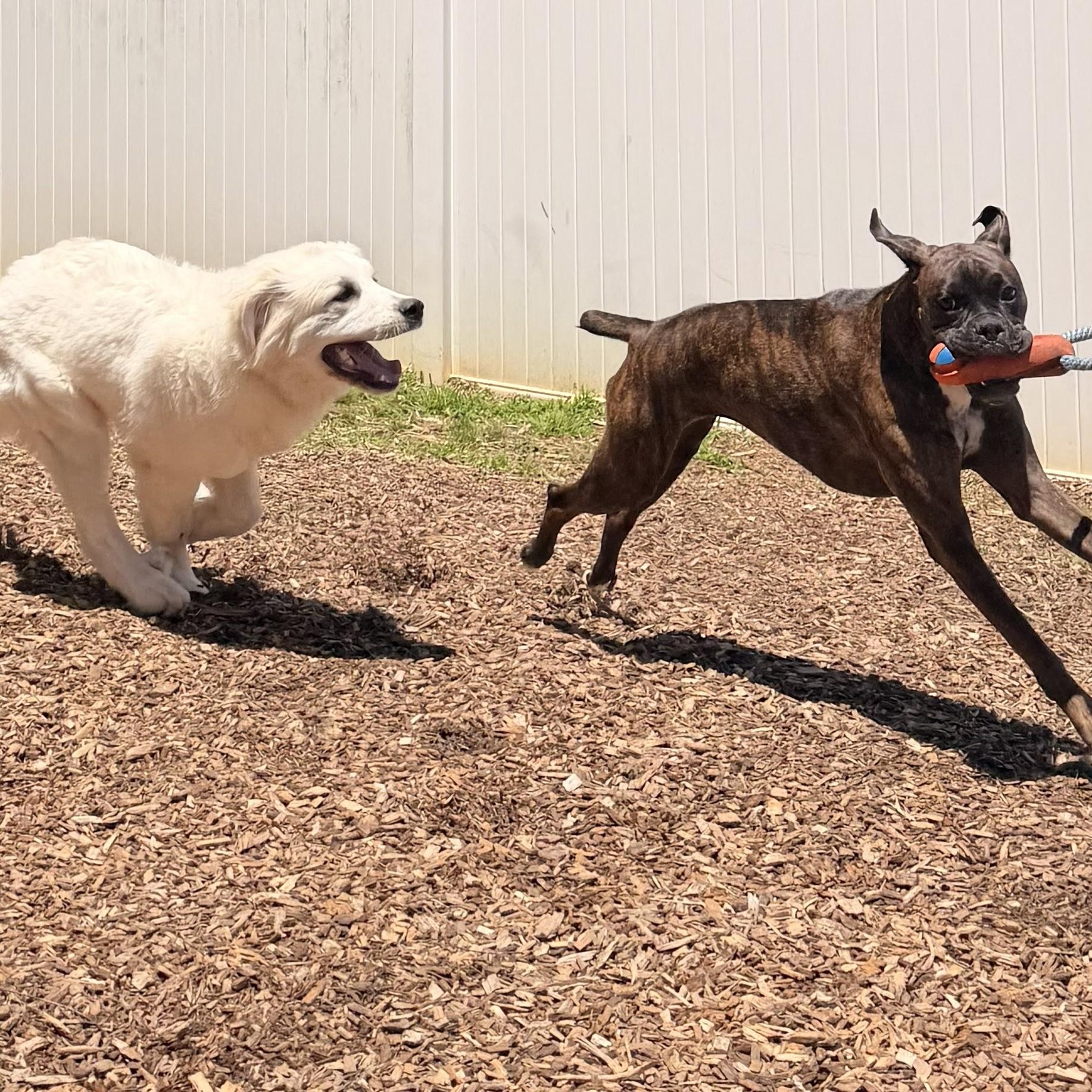 Larry B., a ADOPTABLE Great Pyrenees in Atlanta, GA image 4/6