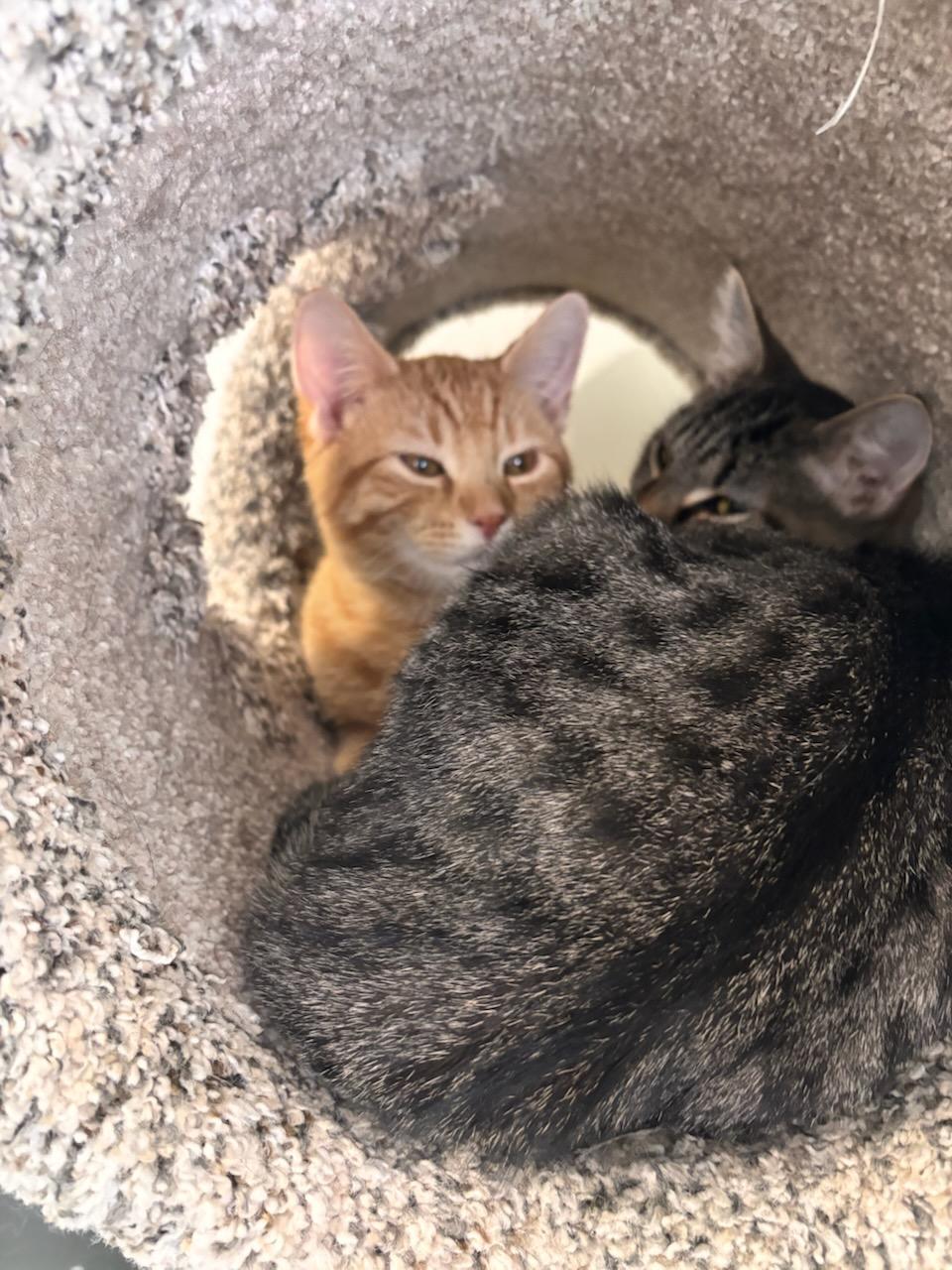 Scrooge, ADOPTABLE, Kitten Male Domestic Short Hair.