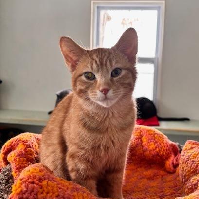 Enlarge Scrooge, a ADOPTABLE Domestic Short Hair in Ashland, OH image 4/4