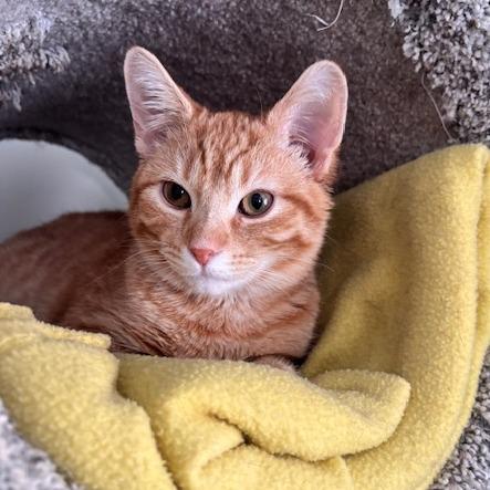 Enlarge Scrooge, a ADOPTABLE Domestic Short Hair in Ashland, OH image 3/4