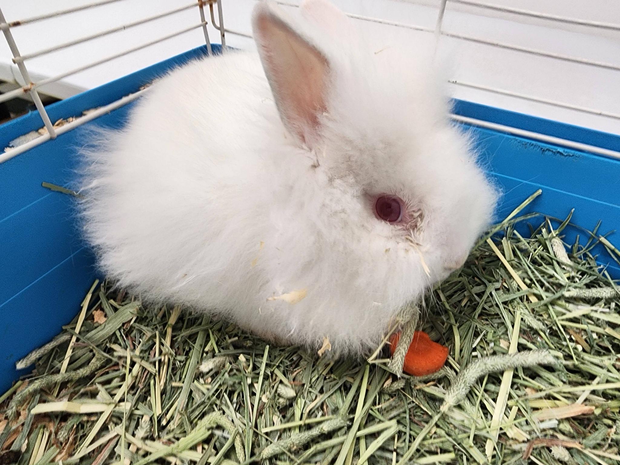Enlarge Powder, a ADOPTABLE Lionhead in Danville, VA image 1/1