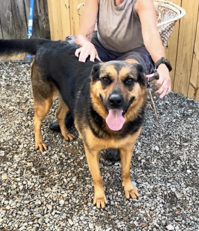 Farley, a Adoptable mixed breed in West Greenwich, RI image 1/6