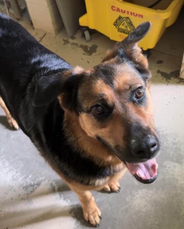 Farley, Adoptable, Adult Female German Shepherd Dog.