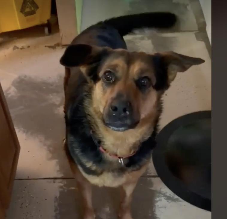 Farley, Adoptable, Adult Female German Shepherd Dog.