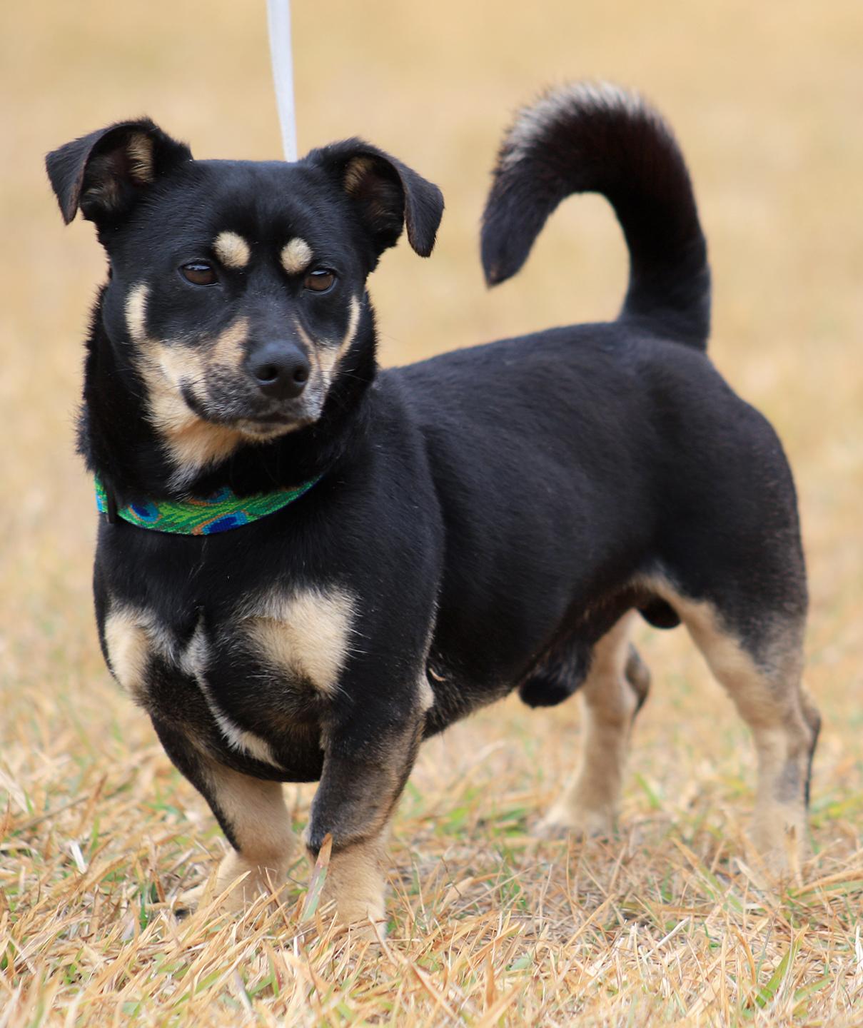 Xaro, adopted, Young Male Jack Russell Terrier.