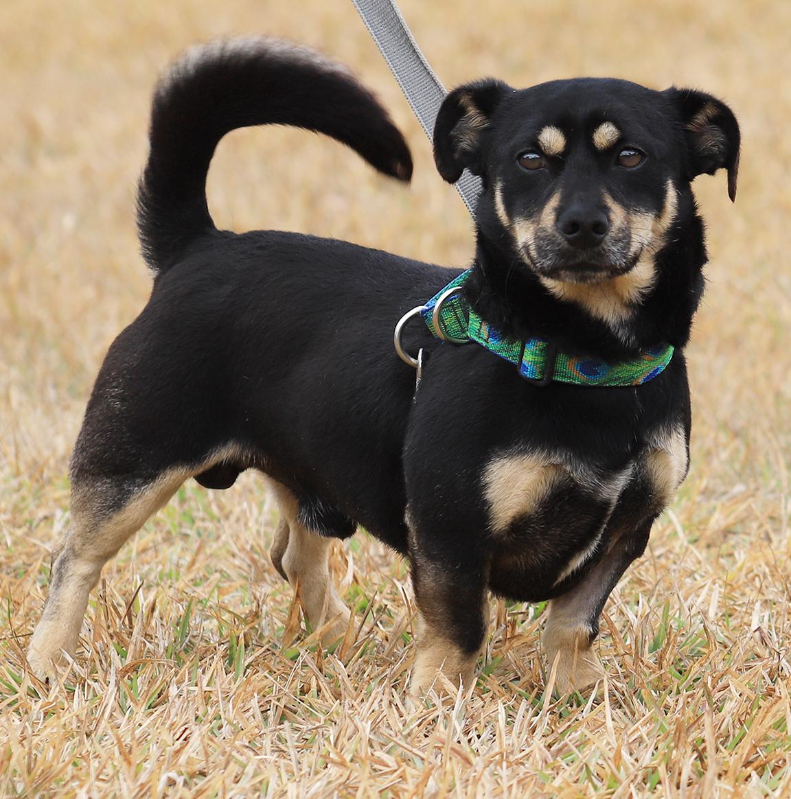 Xaro, an adopted mixed breed in North Fort Myers, FL image 3/3