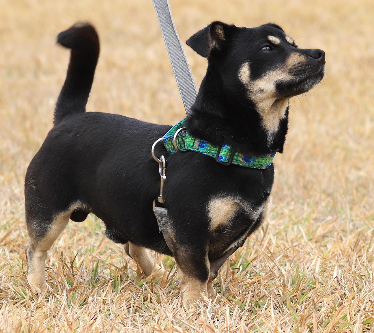 Xaro, an adopted mixed breed in North Fort Myers, FL image 2/3