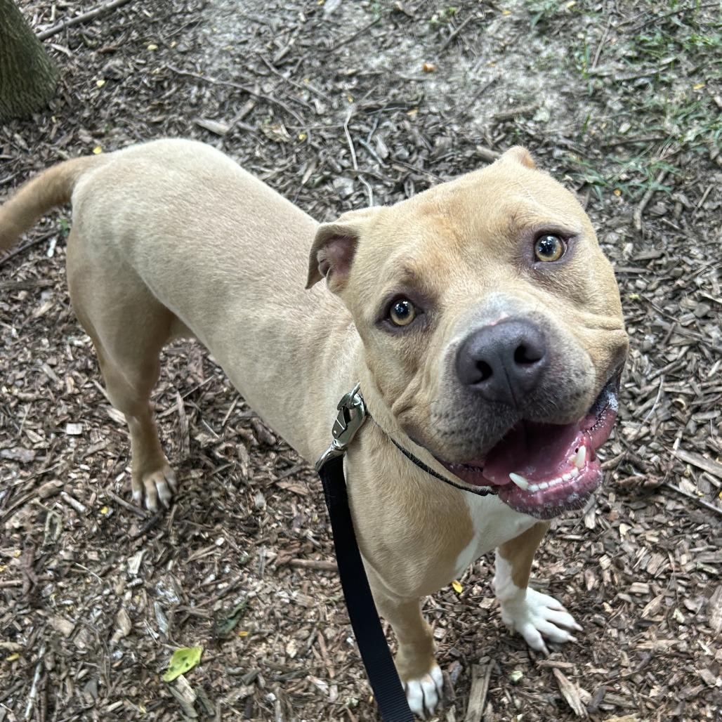 Enlarge Tater Keg, a Adoptable Mixed Breed in Edwardsville, IL image 1/6