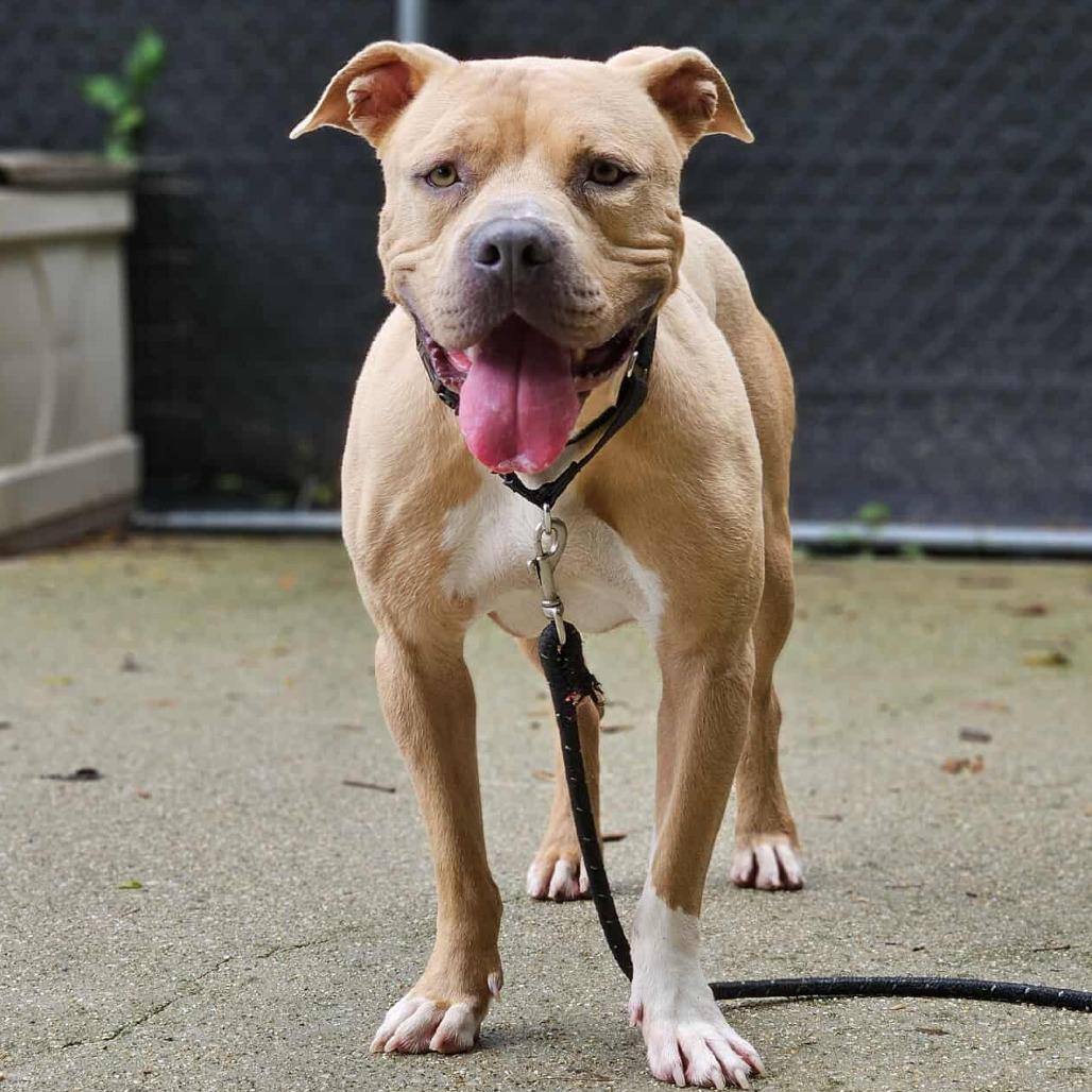 Enlarge Tater Keg, a Adoptable Mixed Breed in Edwardsville, IL image 3/6