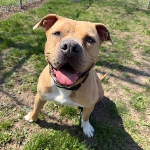 Enlarge Tater Keg, a Adoptable Mixed Breed in Edwardsville, IL image 4/6