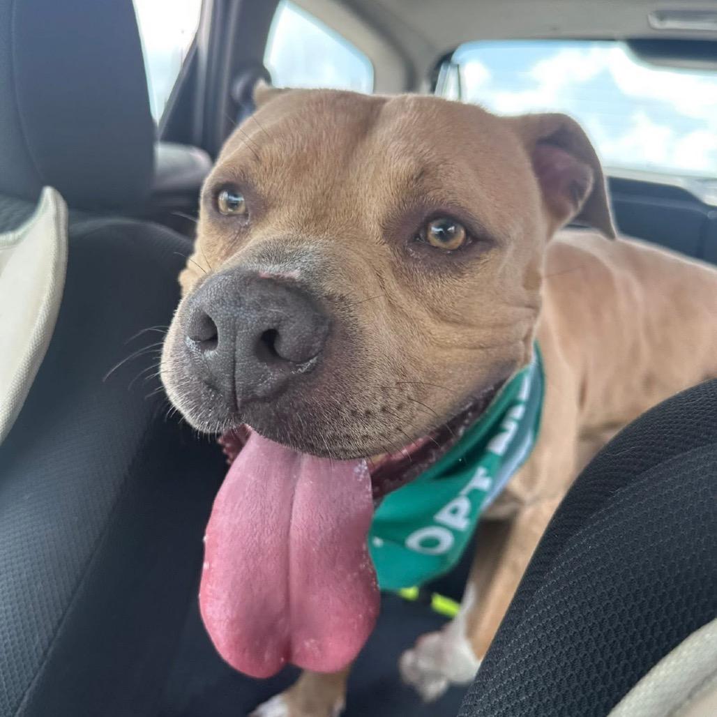 Enlarge Tater Keg, a Adoptable Mixed Breed in Edwardsville, IL image 4/6